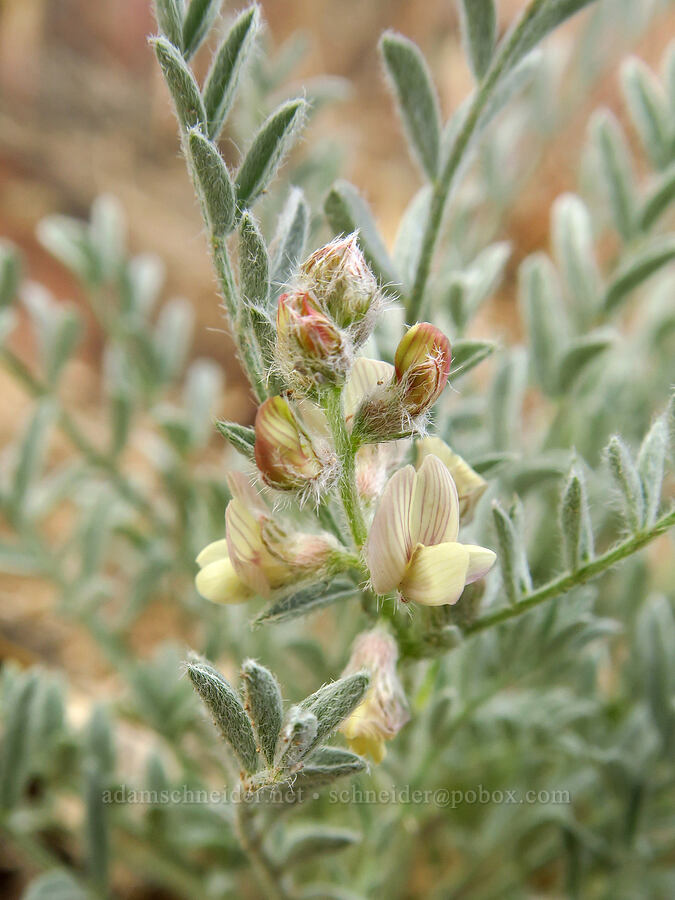 buckwheat milk-vetch (Astragalus caricinus (Astragalus lyallii var. caricinus)) [Horse Heaven Hills, Benton County, Washington]