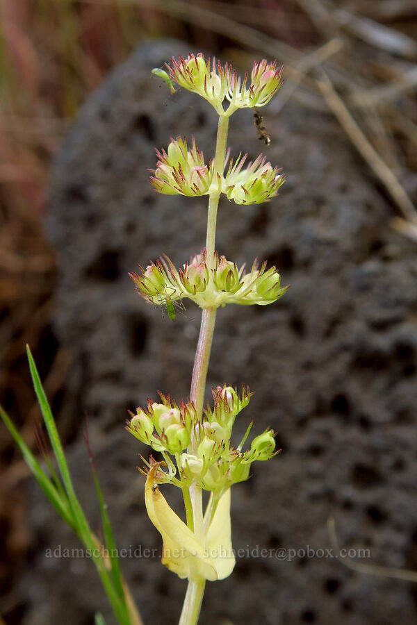 white plectritis, going to seed (Plectritis macrocera) [Horse Heaven Hills, Benton County, Washington]