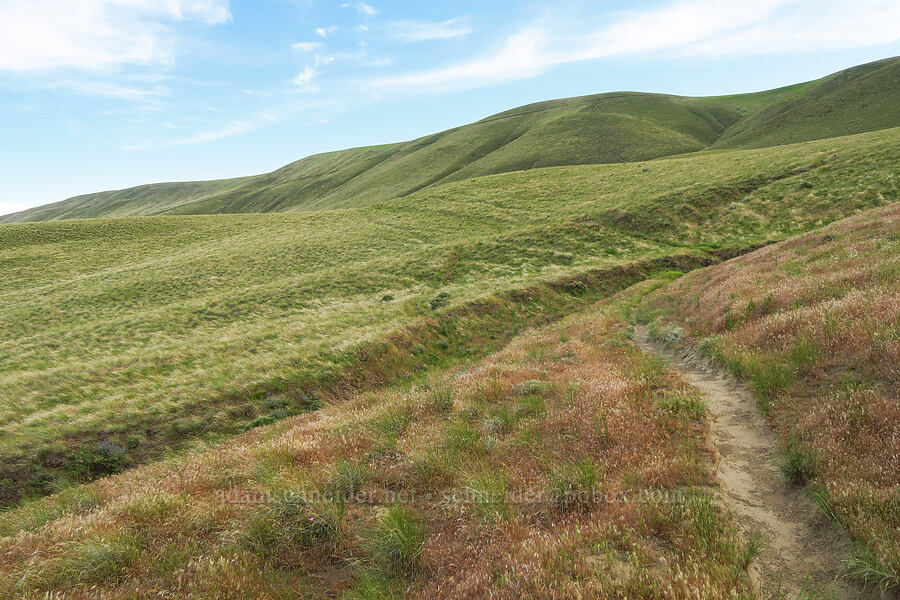 Horse Heaven Hills [Horse Heaven Hills, Benton County, Washington]