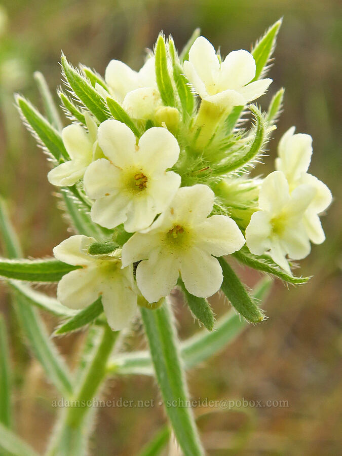 Columbia puccoon with 6 petals/lobes (Lithospermum ruderale) [McBee Road, Benton County, Washington]