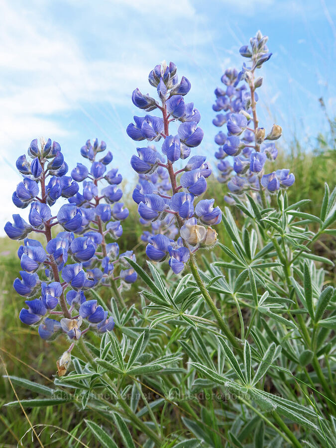 lupines (Lupinus sp.) [McBee Road, Benton County, Washington]