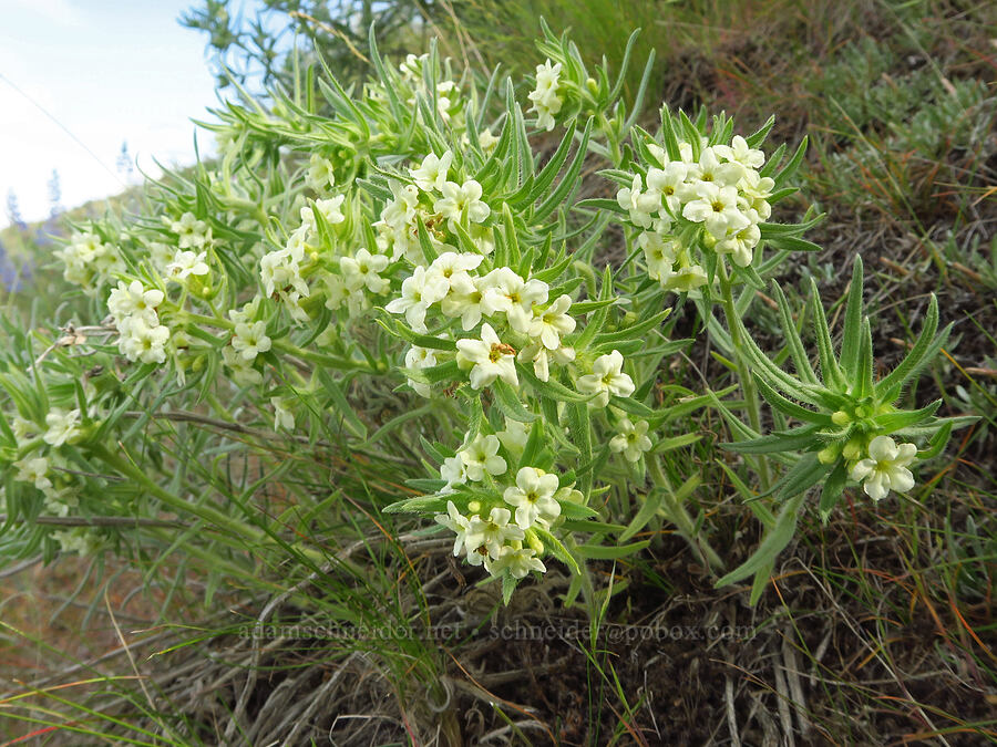 Columbia puccoon (Lithospermum ruderale) [McBee Road, Benton County, Washington]