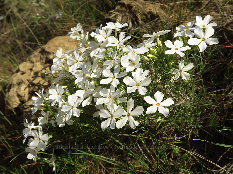 long-leaf phlox (Phlox longifolia) [McBee Road, Benton County, Washington]