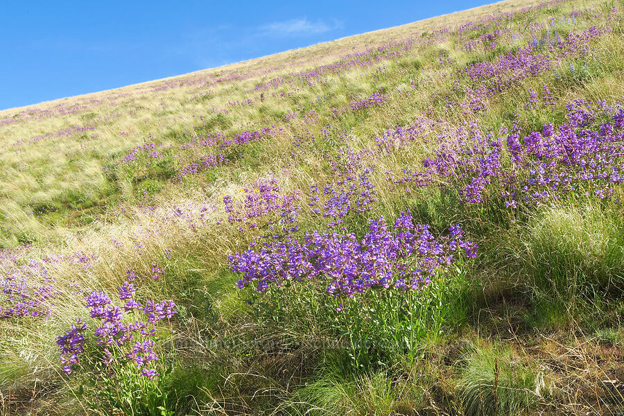 sticky-stem penstemon (Penstemon glandulosus var. chelanensis) [McBee Road, Benton County, Washington]