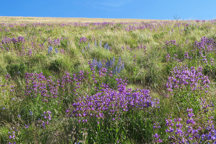 penstemon & lupines (Penstemon glandulosus var. chelanensis, Lupinus sp.) [McBee Road, Benton County, Washington]
