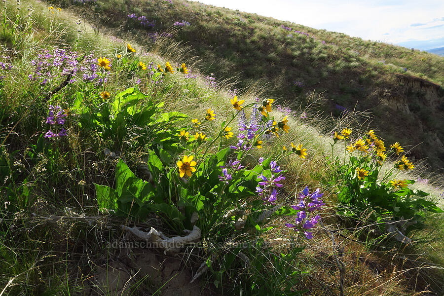 balsamroot & penstemon (Balsamorhiza careyana, Penstemon glandulosus var. chelanensis) [McBee Road, Benton County, Washington]