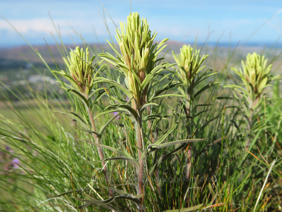 Thompson's paintbrush (Castilleja thompsonii) [McBee Road, Benton County, Washington]