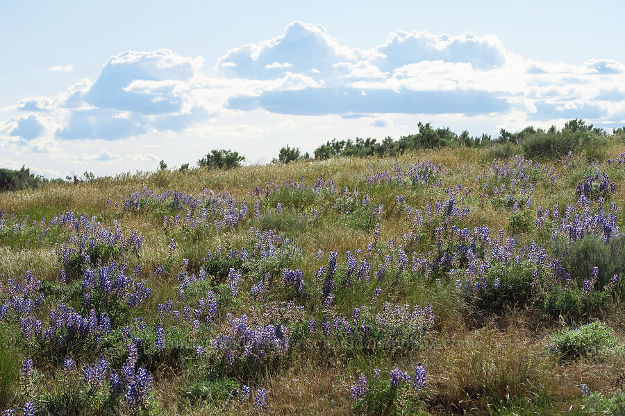 lupines (Lupinus sp.) [Horse Heaven Hills, Benton County, Washington]