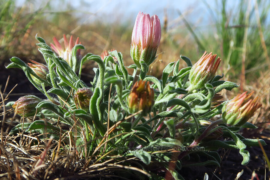 showy townsendia, budding (Townsendia florifer (Townsendia florifera)) [Horse Heaven Hills, Benton County, Washington]