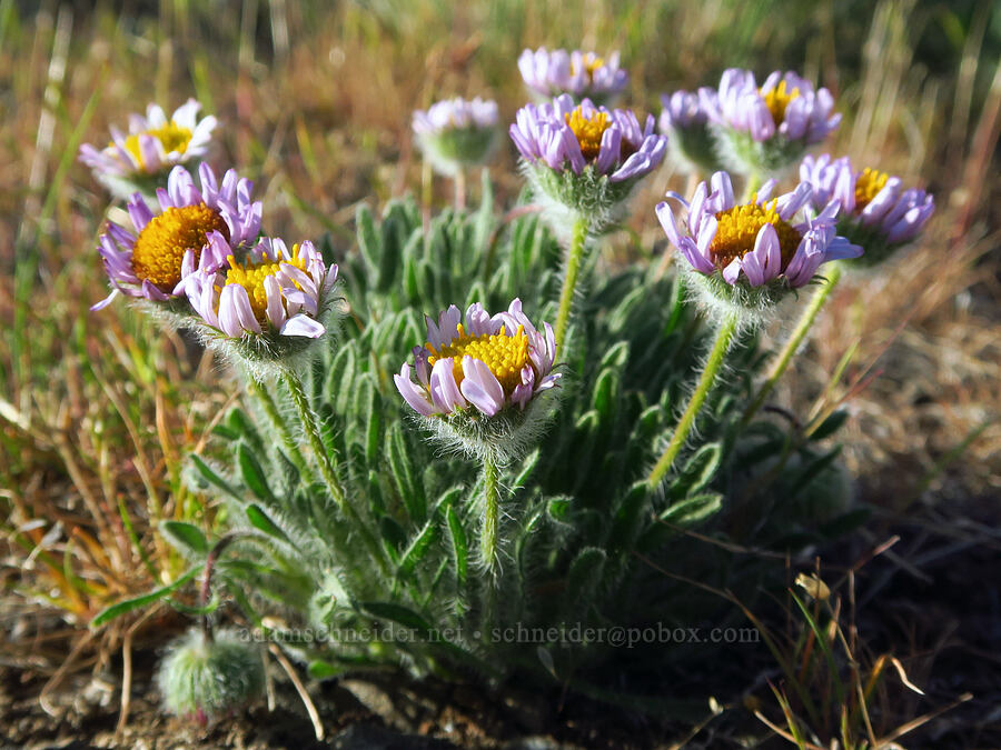 cushion fleabane (Erigeron poliospermus) [Horse Heaven Hills, Benton County, Washington]