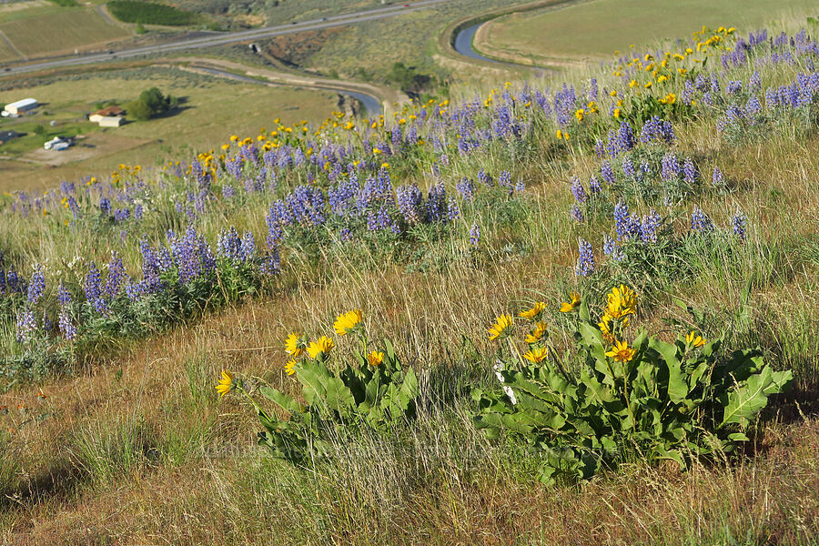 balsamroot & lupine (Balsamorhiza careyana, Lupinus sp.) [Horse Heaven Hills, Benton County, Washington]