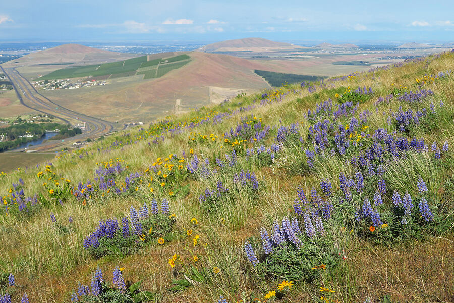 wildflowers (Lupinus sp., Balsamorhiza careyana, Balsamorhiza rosea, Astragalus conjunctus var. rickardii) [Horse Heaven Hills, Benton County, Washington]