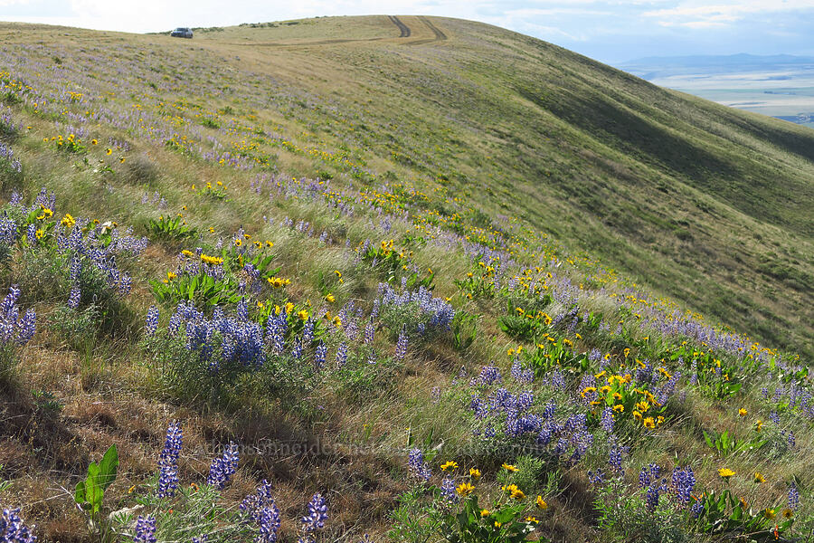 lupine & balsamroot (Lupinus sp., Balsamorhiza careyana) [Horse Heaven Hills, Benton County, Washington]
