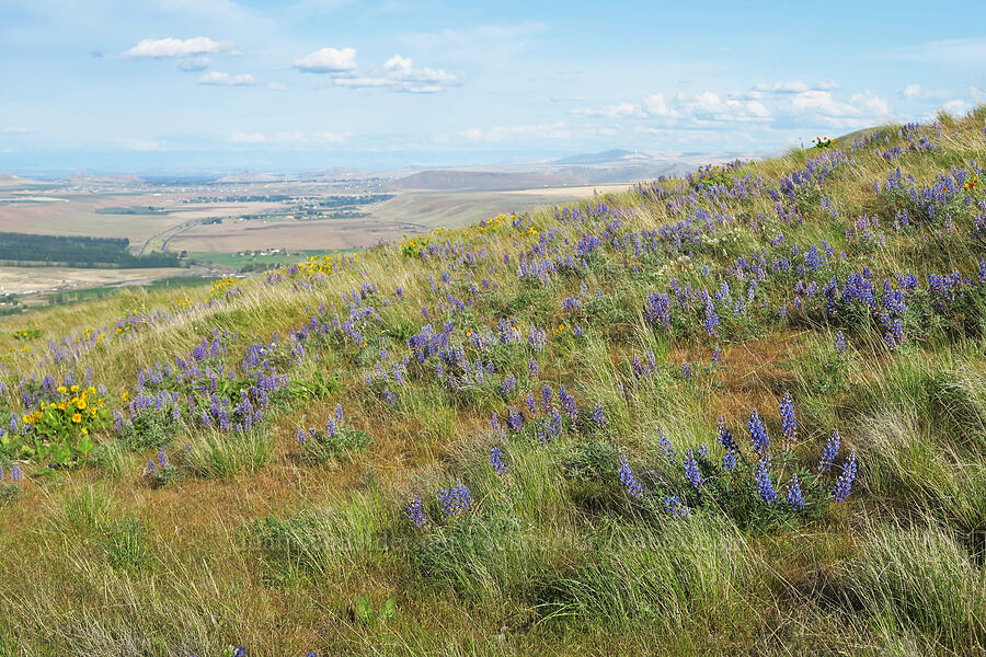 lupine & balsamroot (Lupinus sp., Balsamorhiza careyana, Balsamorhiza rosea) [Horse Heaven Hills, Benton County, Washington]