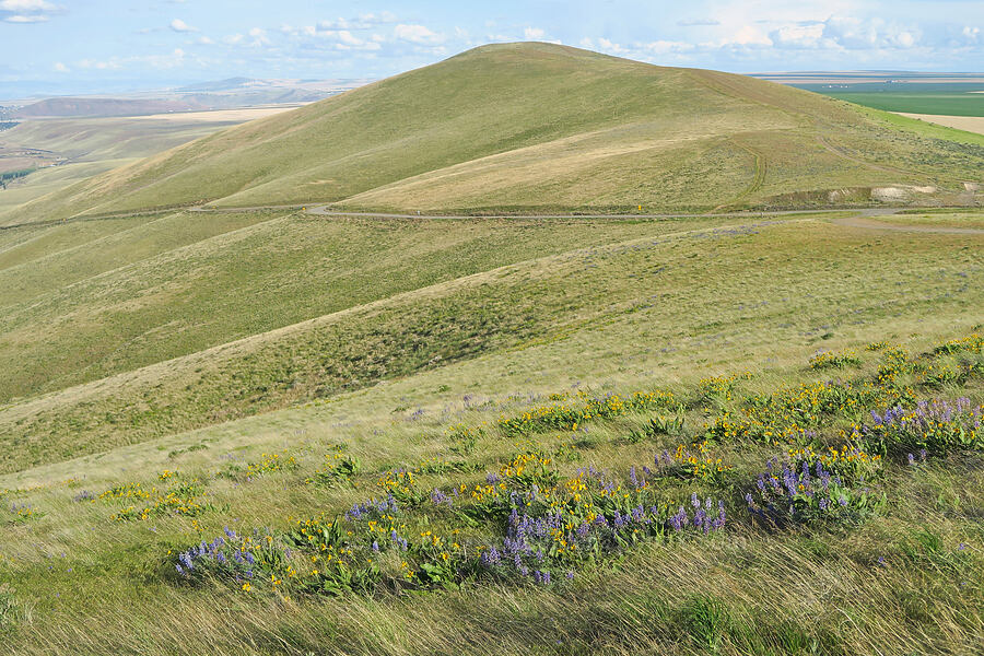 lupine & balsamroot (Lupinus sp., Balsamorhiza careyana) [Horse Heaven Hills, Benton County, Washington]