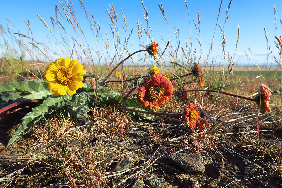 rosy balsamroot (Balsamorhiza rosea) [Horse Heaven Hills, Benton County, Washington]