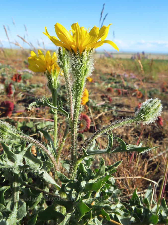 Modoc hawksbeard (Crepis modocensis) [Horse Heaven Hills, Benton County, Washington]