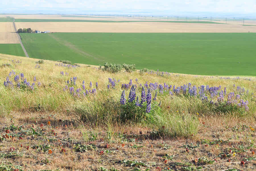 lupines, rosy balsamroot, & farm fields (Lupinus sp., Balsamorhiza rosea) [Horse Heaven Hills, Benton County, Washington]