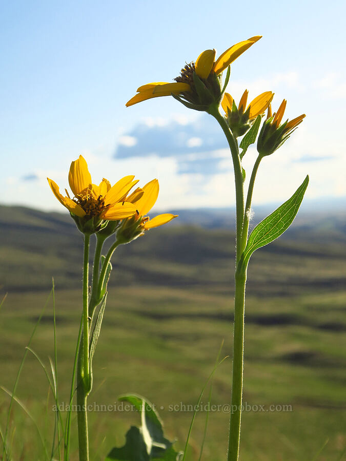 Carey's balsamroot (Balsamorhiza careyana) [Horse Heaven Vista, Benton County, Washington]