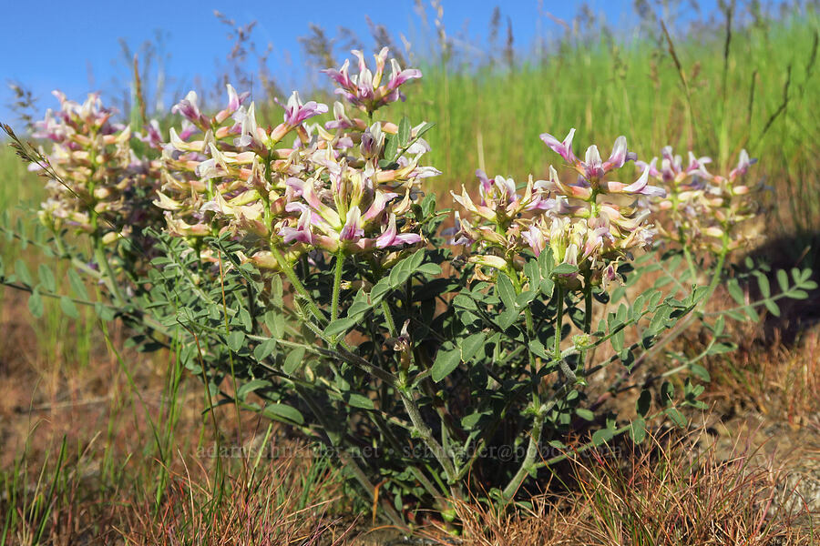 Columbia milk-vetch (Astragalus succumbens) [Horse Heaven Vista, Benton County, Washington]