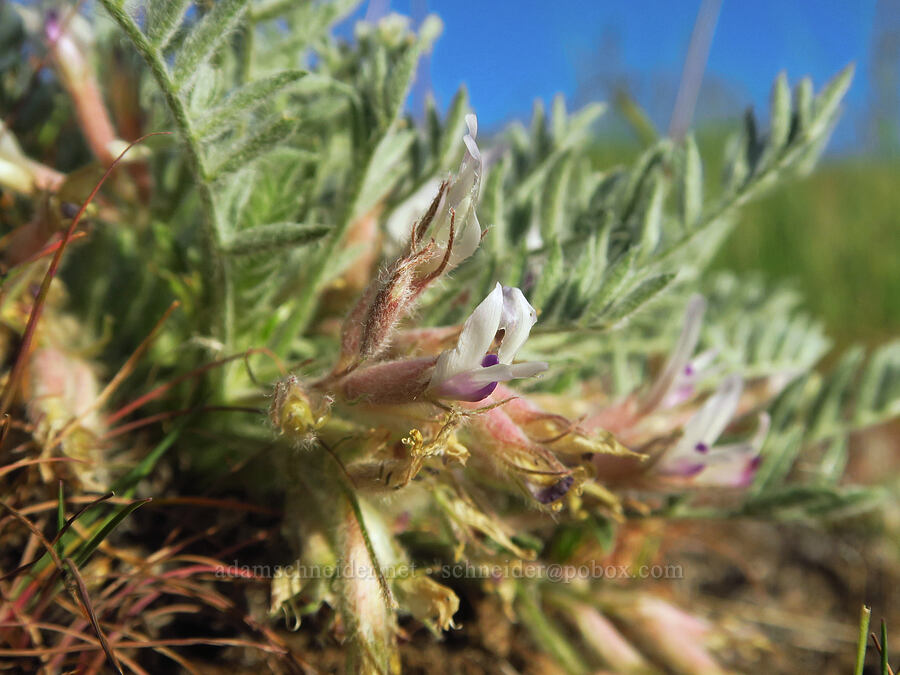 woolly-pod milk-vetch (Astragalus purshii) [Horse Heaven Vista, Benton County, Washington]