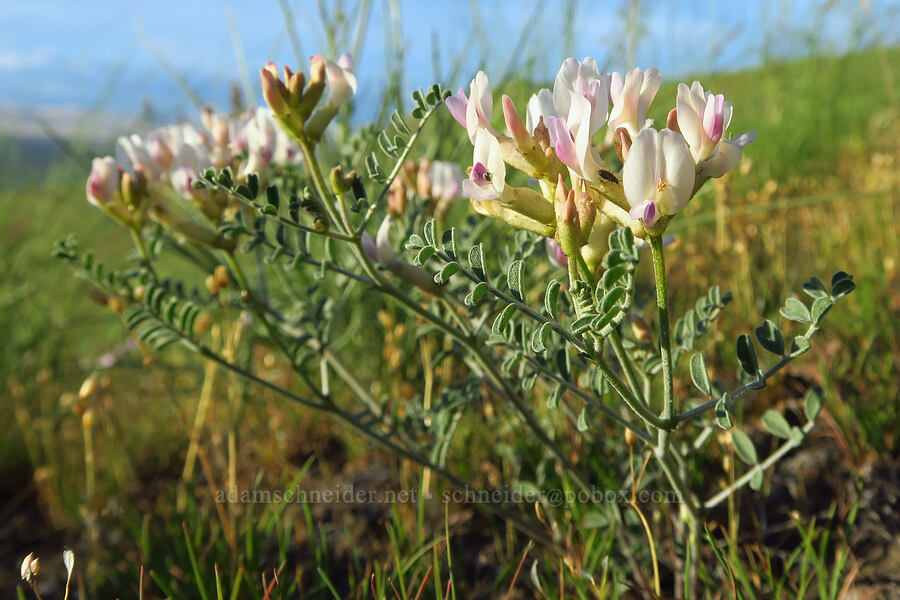 spiral-pod milk-vetch (Astragalus speirocarpus) [Horse Heaven Vista, Benton County, Washington]