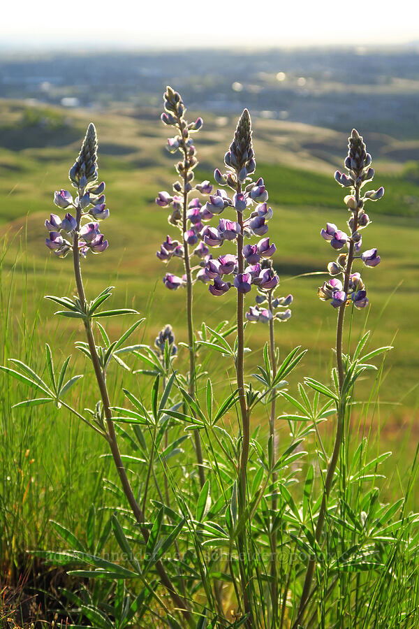 lupines (Lupinus sp.) [Horse Heaven Vista, Benton County, Washington]