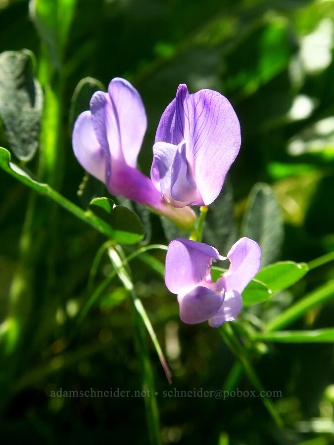 American vetch (Vicia americana) [Waterworks Canyon, Yakima County, Washington]