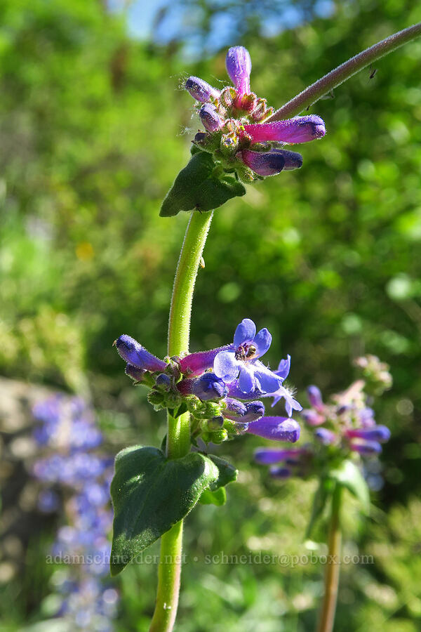 penstemon (Penstemon sp.) [Waterworks Canyon, Yakima County, Washington]