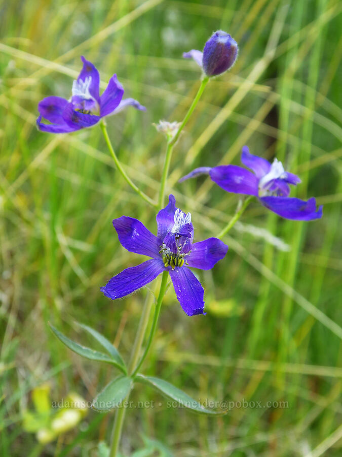 upland larkspur (Delphinium nuttallianum) [Waterworks Canyon, Yakima County, Washington]