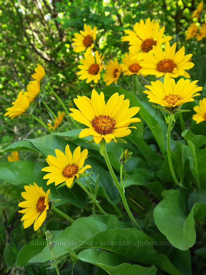 Carey's balsamroot (Balsamorhiza careyana) [Waterworks Canyon, Yakima County, Washington]