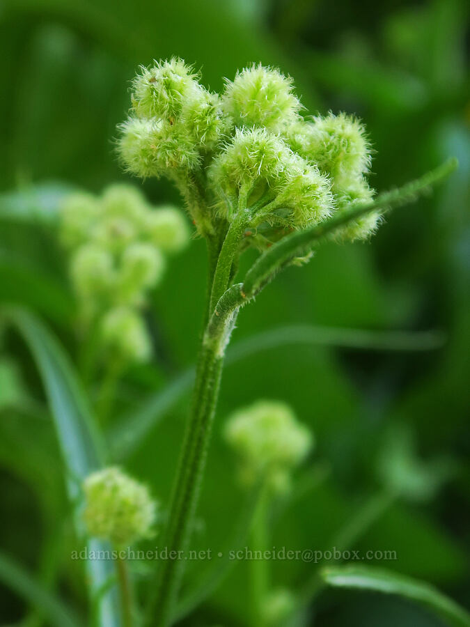 bearded hawksbeard, budding (Crepis barbigera) [Waterworks Canyon, Yakima County, Washington]