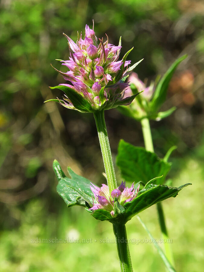 western horse-mint (Agastache occidentalis) [Waterworks Canyon, Yakima County, Washington]