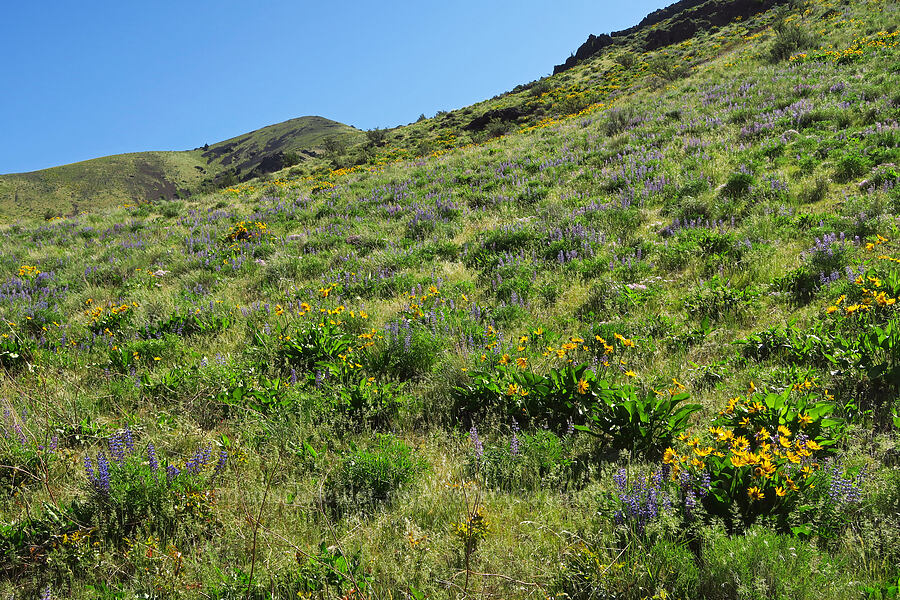 balsamroot & lupine (Balsamorhiza careyana, Lupinus sp.) [Waterworks Canyon, Yakima County, Washington]