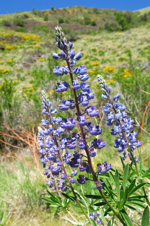 lupines (Lupinus sp.) [Waterworks Canyon, Yakima County, Washington]