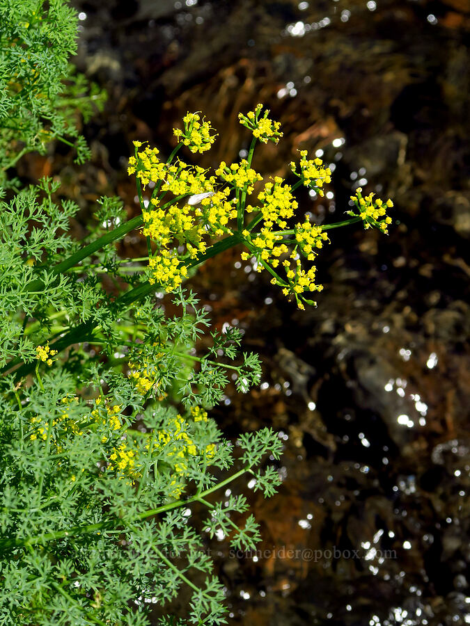 pungent desert parsley (Lomatium papilioniferum (Lomatium grayi)) [Waterworks Canyon, Yakima County, Washington]