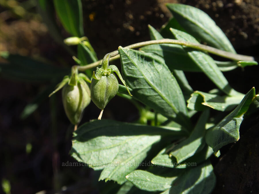sagebrush violet fruit (Viola trinervata) [Waterworks Canyon, Yakima County, Washington]