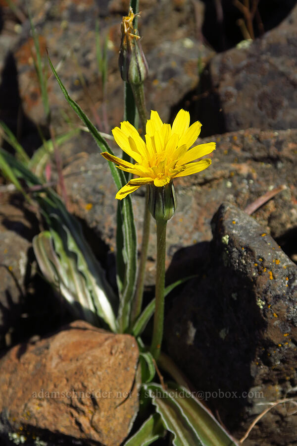 false agoseris (Nothocalais troximoides (Microseris troximoides)) [Waterworks Canyon, Yakima County, Washington]