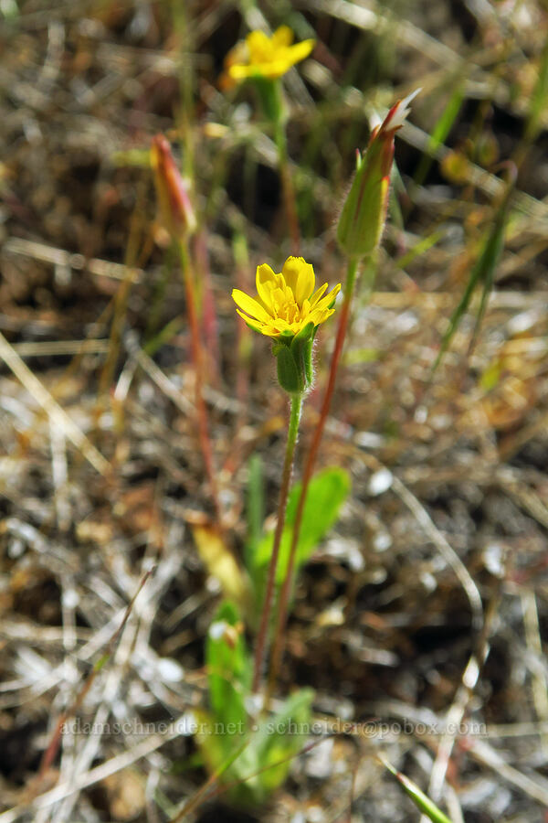 annual agoseris (Agoseris heterophylla) [Waterworks Canyon, Yakima County, Washington]
