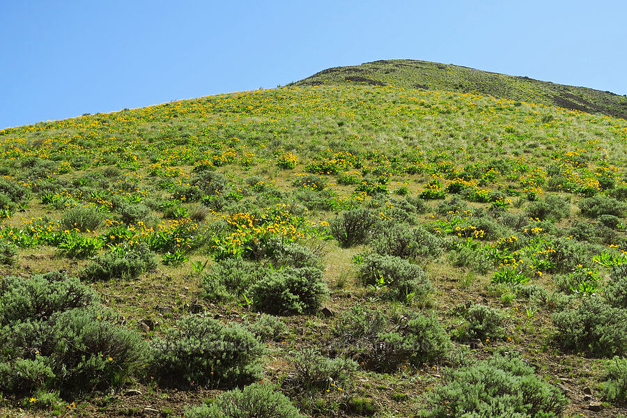 balsamroot & sagebrush (Balsamorhiza careyana, Artemisia sp.) [Waterworks Canyon, Yakima County, Washington]