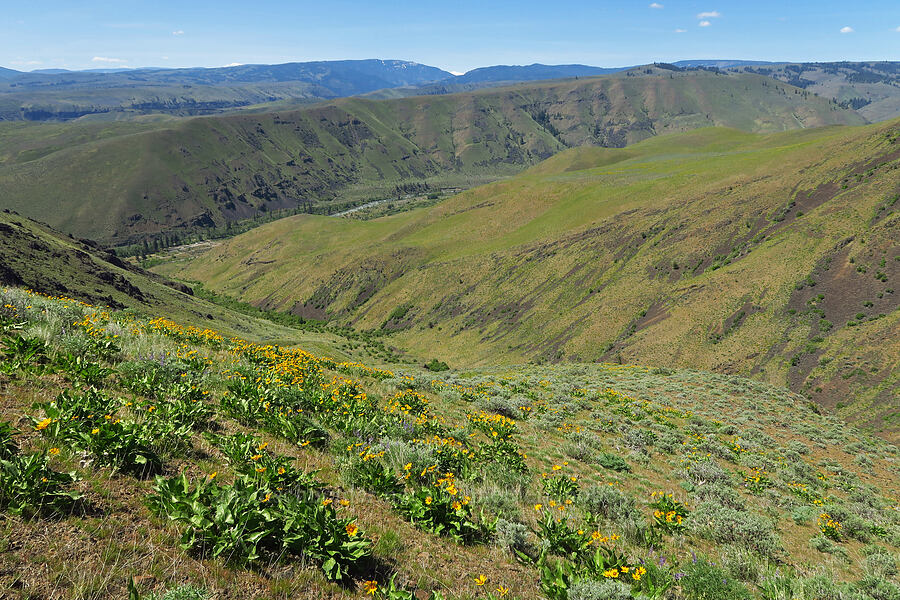 Carey's balsamroot & the Naches River Valley (Balsamorhiza careyana) [Waterworks Canyon, Yakima County, Washington]