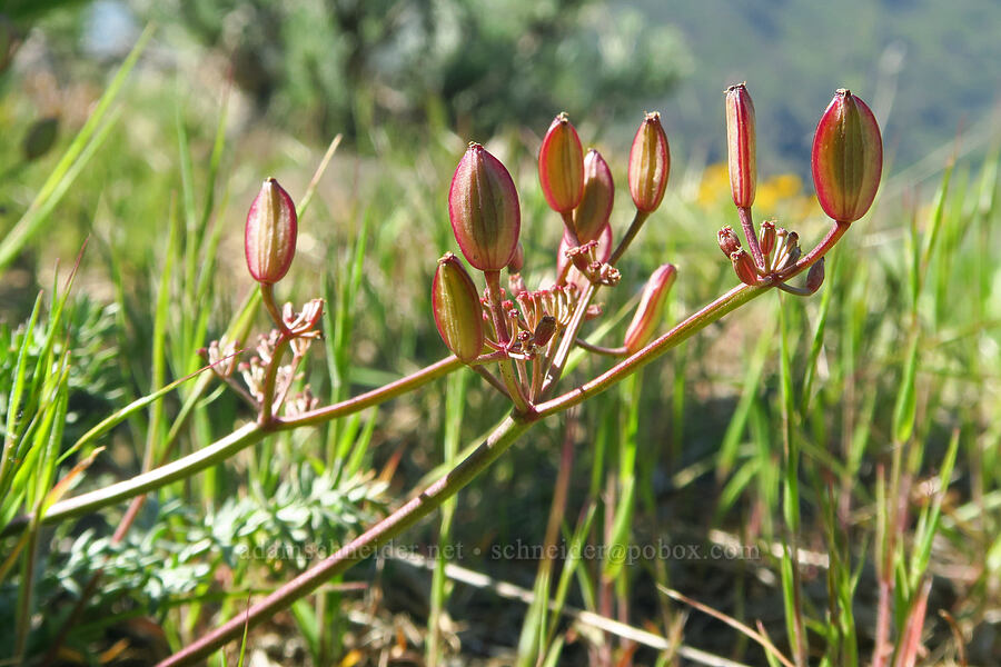 Canby's desert parsley, going to seed (Lomatium canbyi (Cogswellia canbyi)) [Waterworks Canyon, Yakima County, Washington]