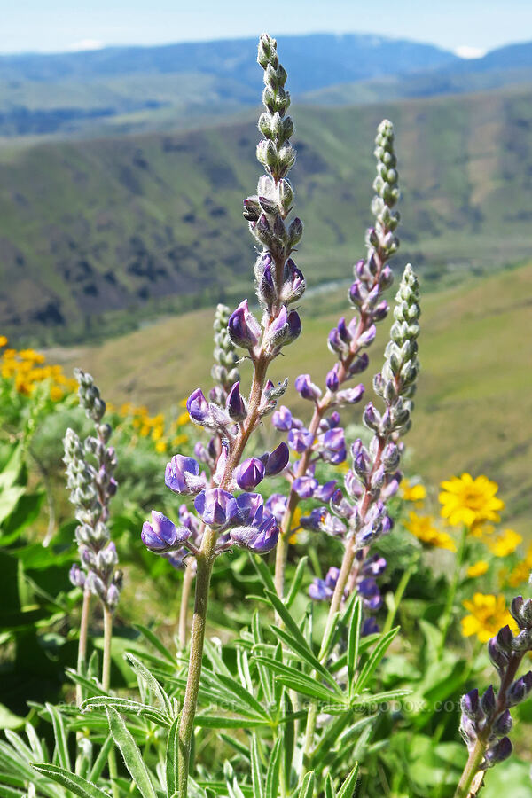 spurred lupine (Lupinus arbustus) [Waterworks Canyon, Yakima County, Washington]