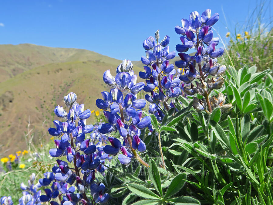 rock lupines (Lupinus saxosus (Lupinus polyphyllus var. saxosus)) [Waterworks Canyon, Yakima County, Washington]