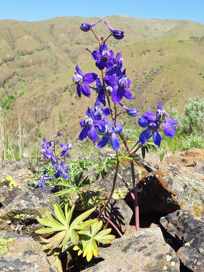 rockslide larkspur (Delphinium glareosum) [Waterworks Canyon, Yakima County, Washington]