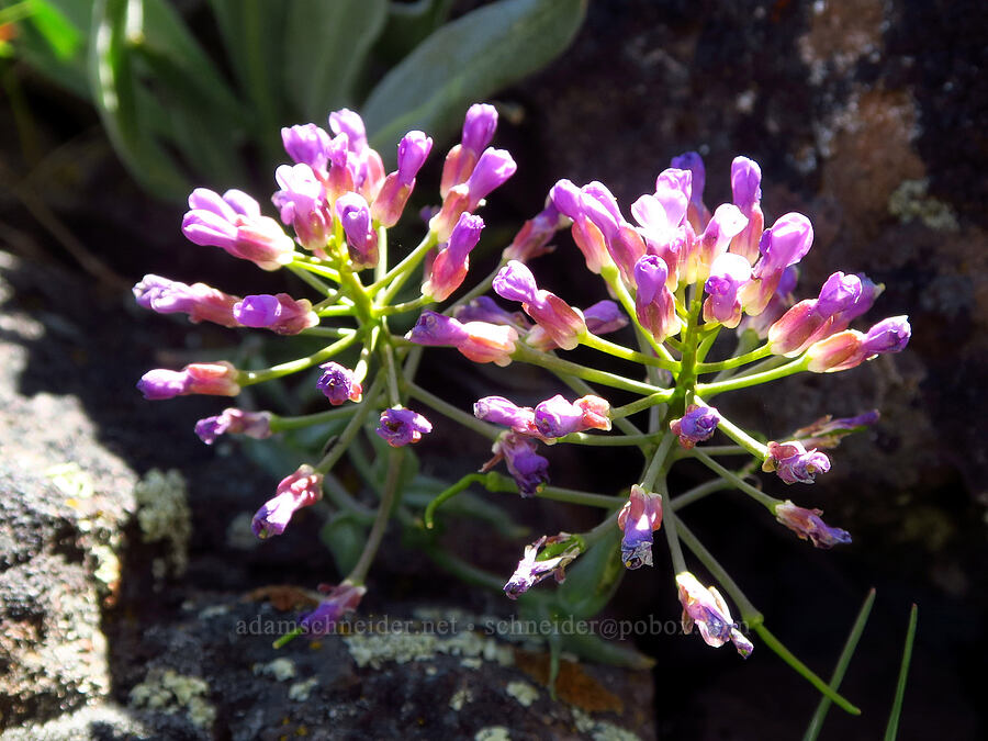 dagger-pod (Phoenicaulis cheiranthoides) [Waterworks Canyon, Yakima County, Washington]