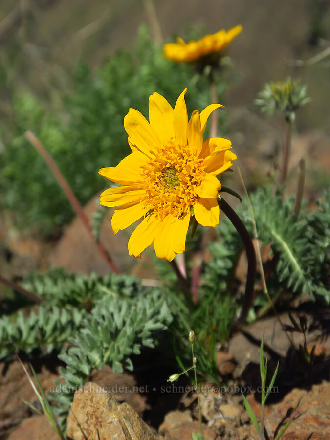 Hooker's balsamroot (Balsamorhiza hookeri) [Waterworks Canyon, Yakima County, Washington]