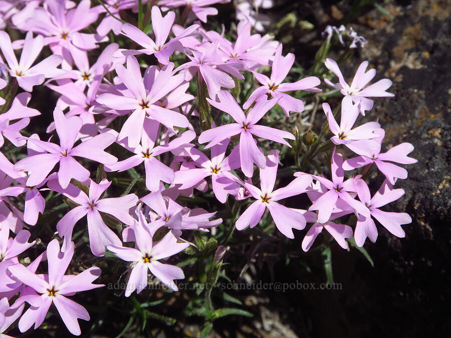 showy phlox (Phlox speciosa) [Waterworks Canyon, Yakima County, Washington]