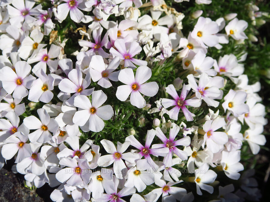 Hood's phlox (Phlox hoodii) [Waterworks Canyon, Yakima County, Washington]
