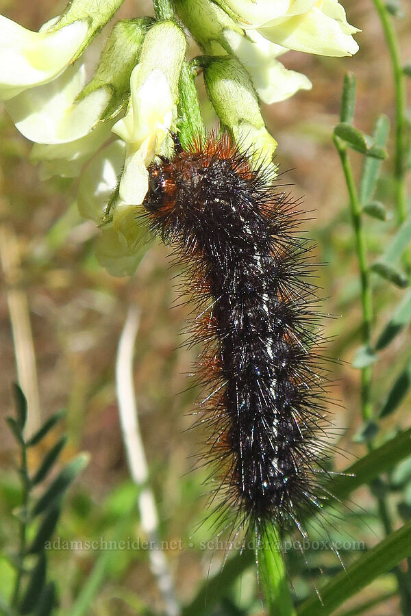 Nevada tiger moth caterpillar on Yakima milk-vetch (Apantesis nevadensis (Grammia nevadensis), Astragalus reventiformis) [Waterworks Canyon, Yakima County, Washington]